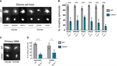 CD44 expressed by myeloid cells promotes glioma invasion